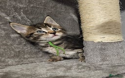 Russian Blue cats for sale: Mix Russian Blue and Maine Coon - Image 8