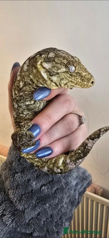 Lizard reptiles in Leicester - Advert 14