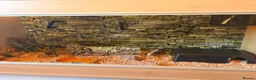 Corn Snake reptiles for sale: Male Corn Snake - Advert 5