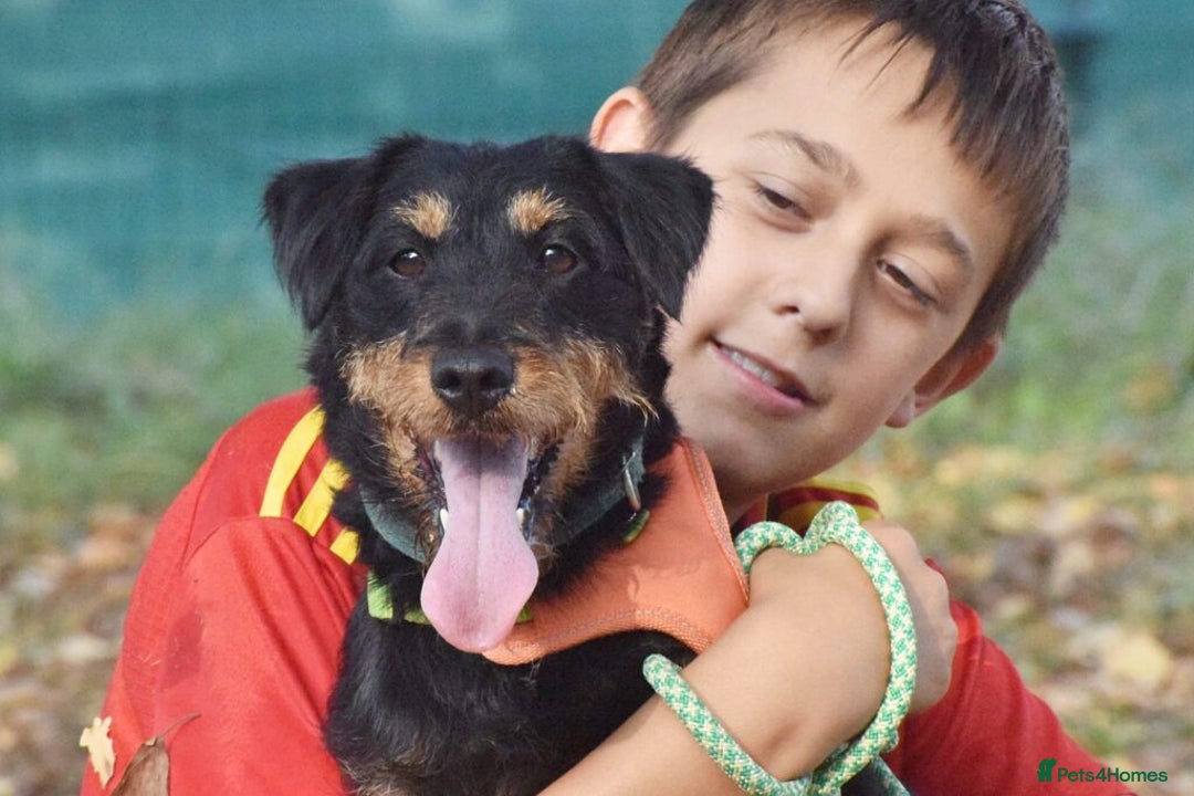 Fox Terrier dogs for adoption: Rosalia - Image 11