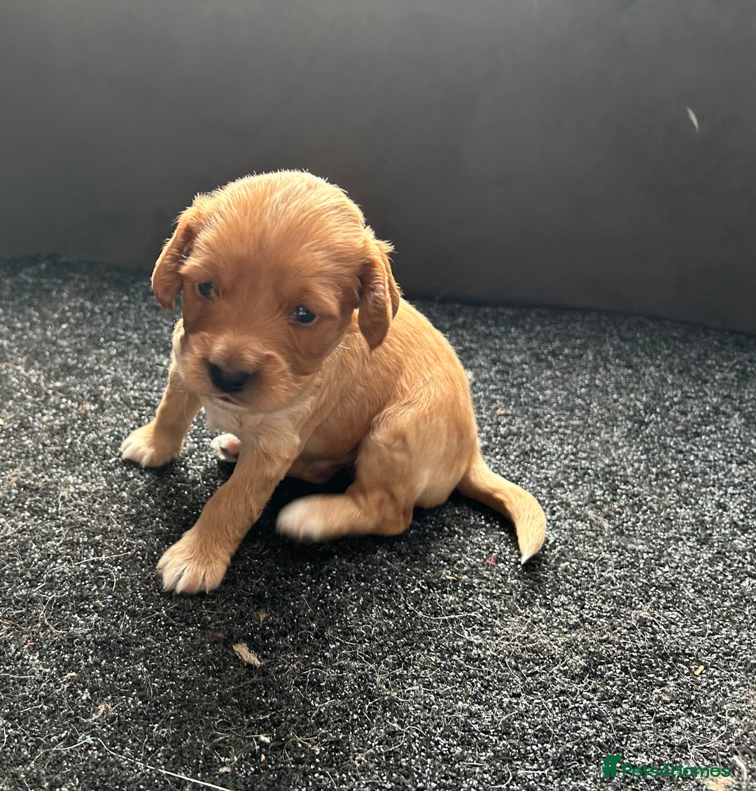 Cockapoo dogs for sale: Cockapoo puppies ginger/golden - Advert 16