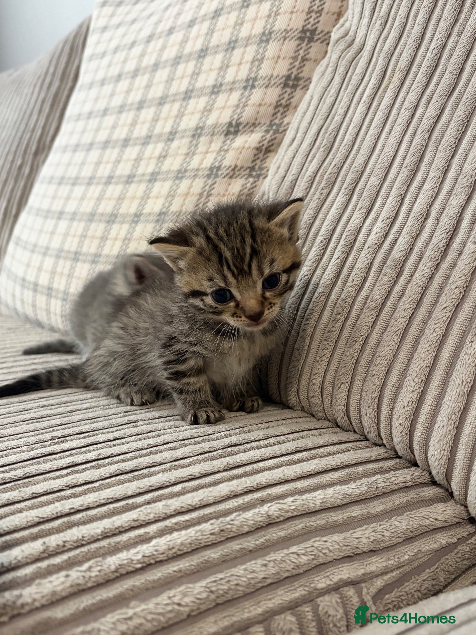 Mixed Breed cats Bengal x kittens  - Advert 3