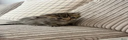 Mixed Breed cats for sale: Bengal x kittens  - Advert 3