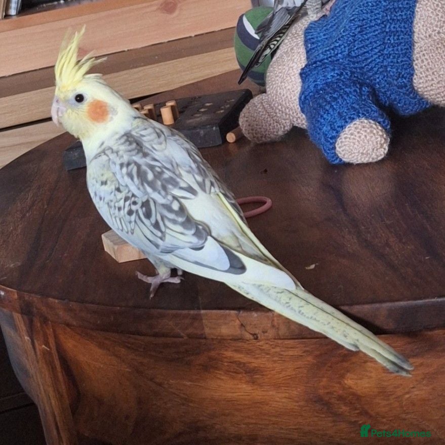 Cockatiels birds Baby cockatiels ( 2 boys and 1 girl ) for sale  - Advert 2