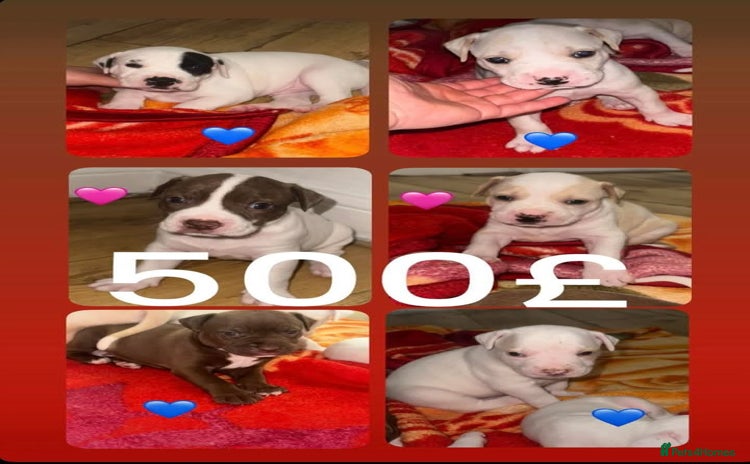American Bull Staffy dogs - Advert 1