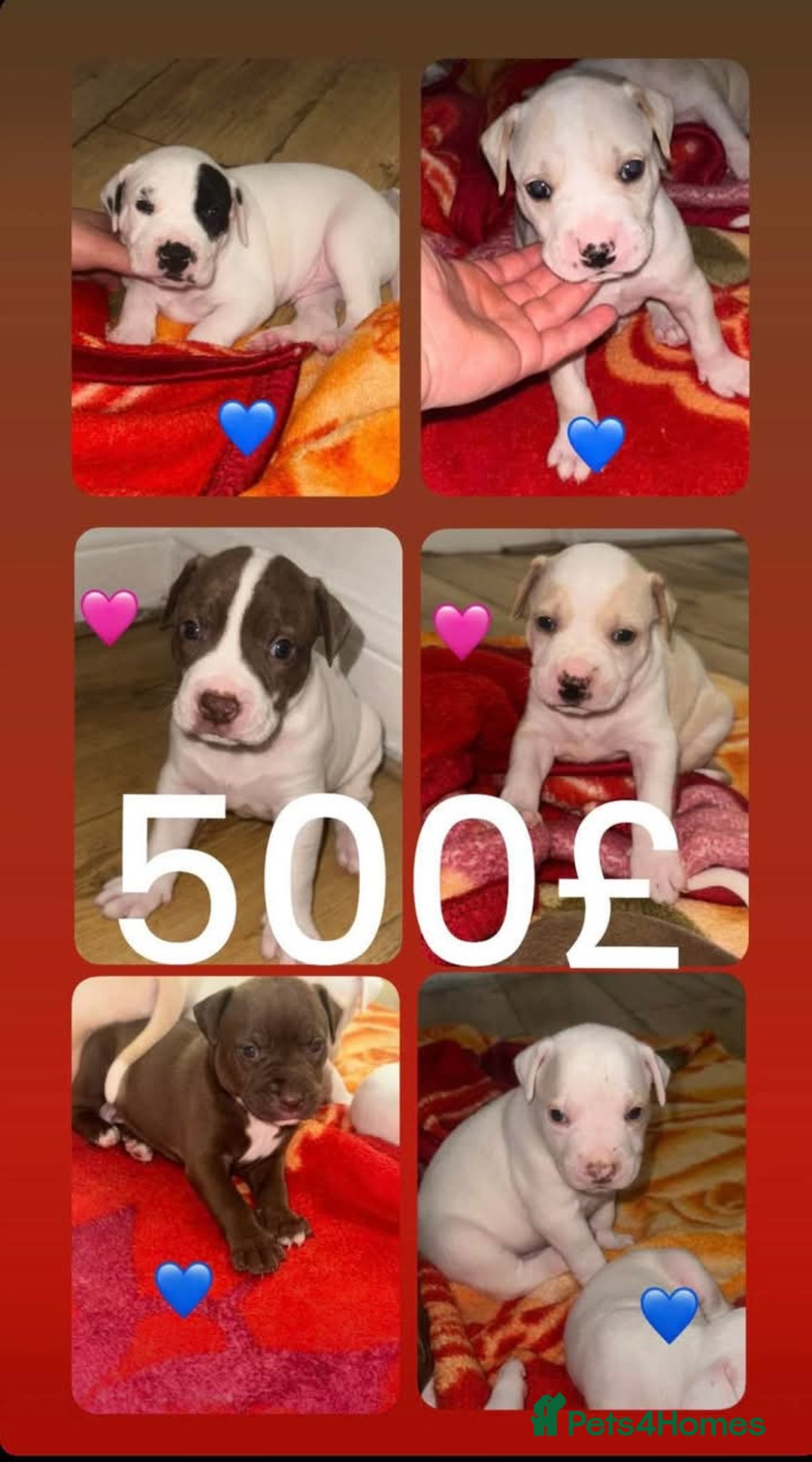 American Bull Staffy dogs for sale: 500 each American staffys - Image 1