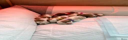 Cavalier King Charles Spaniel dogs for sale: King Charles Cavalier Puppies -  - Advert 5