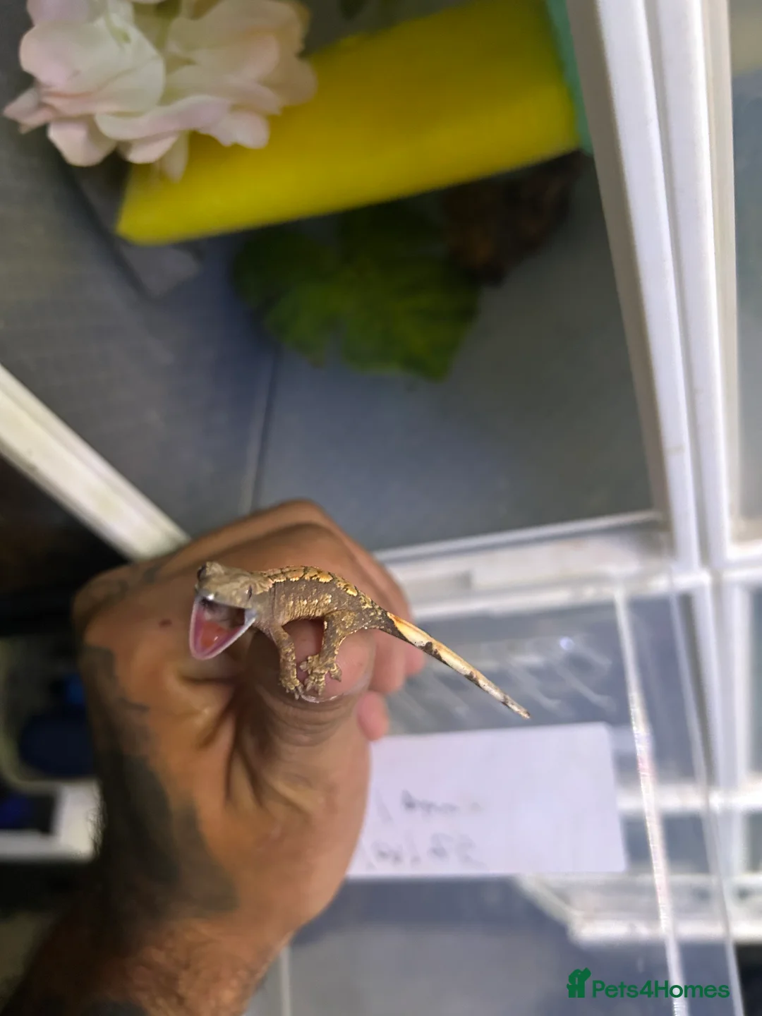 Gecko reptiles for sale: Crested geckos  - Advert 8