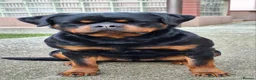 Rottweiler dogs for sale: 🩶 Beautiful Rottweiler Puppies 🩵 - Advert 3