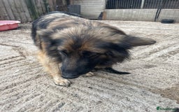 German Shepherd dogs for sale: Stunning German shepherd pups  - Image 7