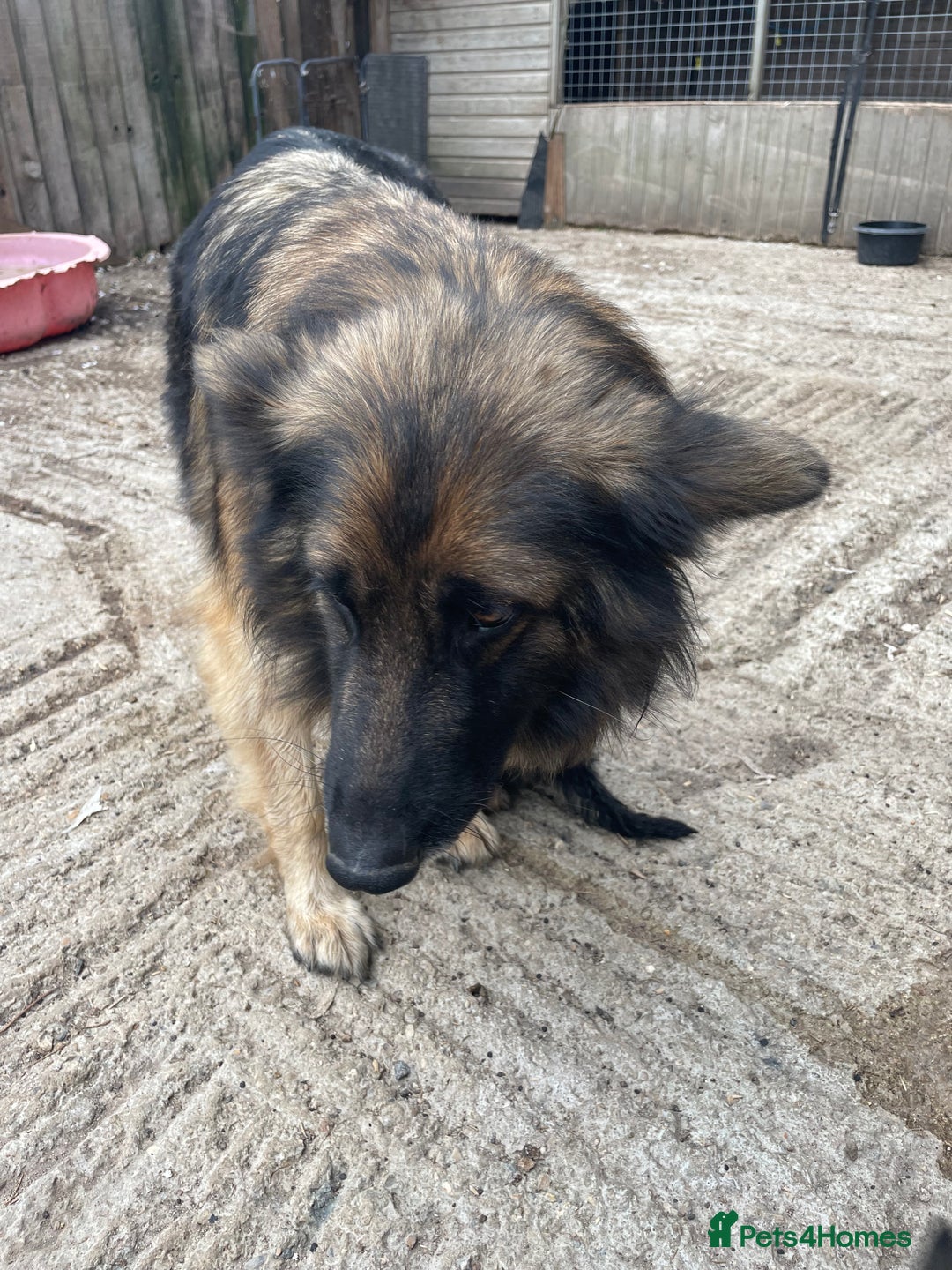 German Shepherd dogs for sale: Stunning German shepherd pups  - Image 7