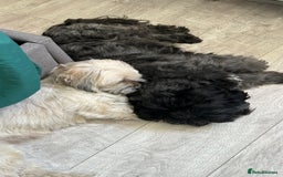 Lhasa Apso dogs for sale: Adorable Lhasa Apso Puppies  - Image 8