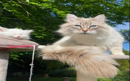 Siberian cats for sale: x5 Adorable Pure Siberian Kittens to re-home😻 - Image 27