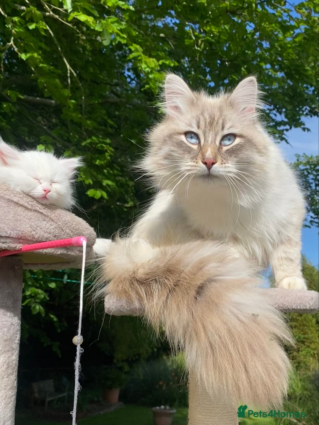Siberian cats for sale: x5 Adorable Pure Siberian Kittens to re-home😻 - Image 27