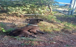 Greyhound dogs for sale: 💙READY TO GO💙 1 pup left - Irish Greyhound  - Image 33