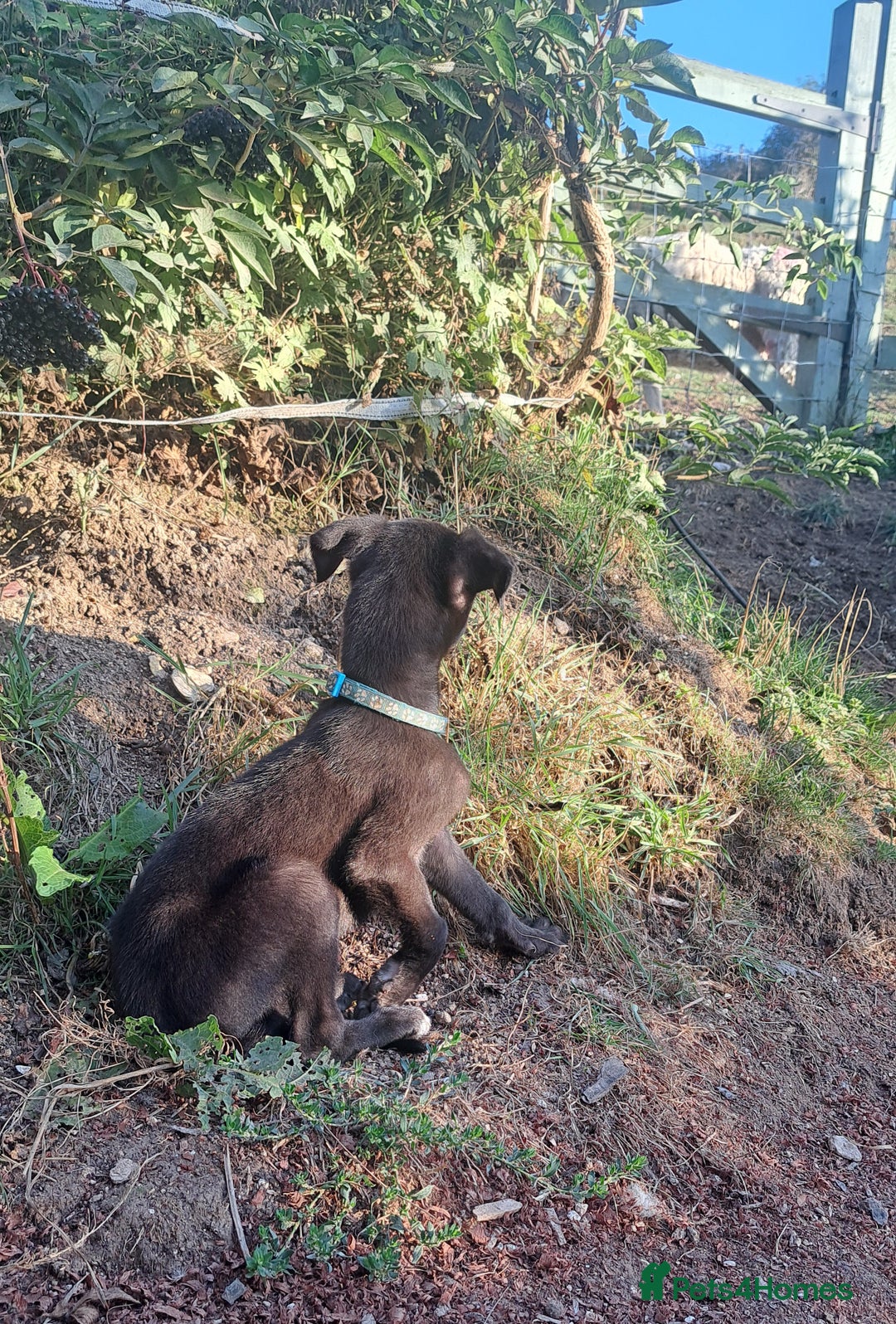 Greyhound dogs for sale: 💙READY TO GO💙 1 pup left - Irish Greyhound  - Image 33
