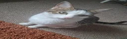 Mixed Breed cats for sale: 9 week old kittens  in Middlesbrough - Advert 1