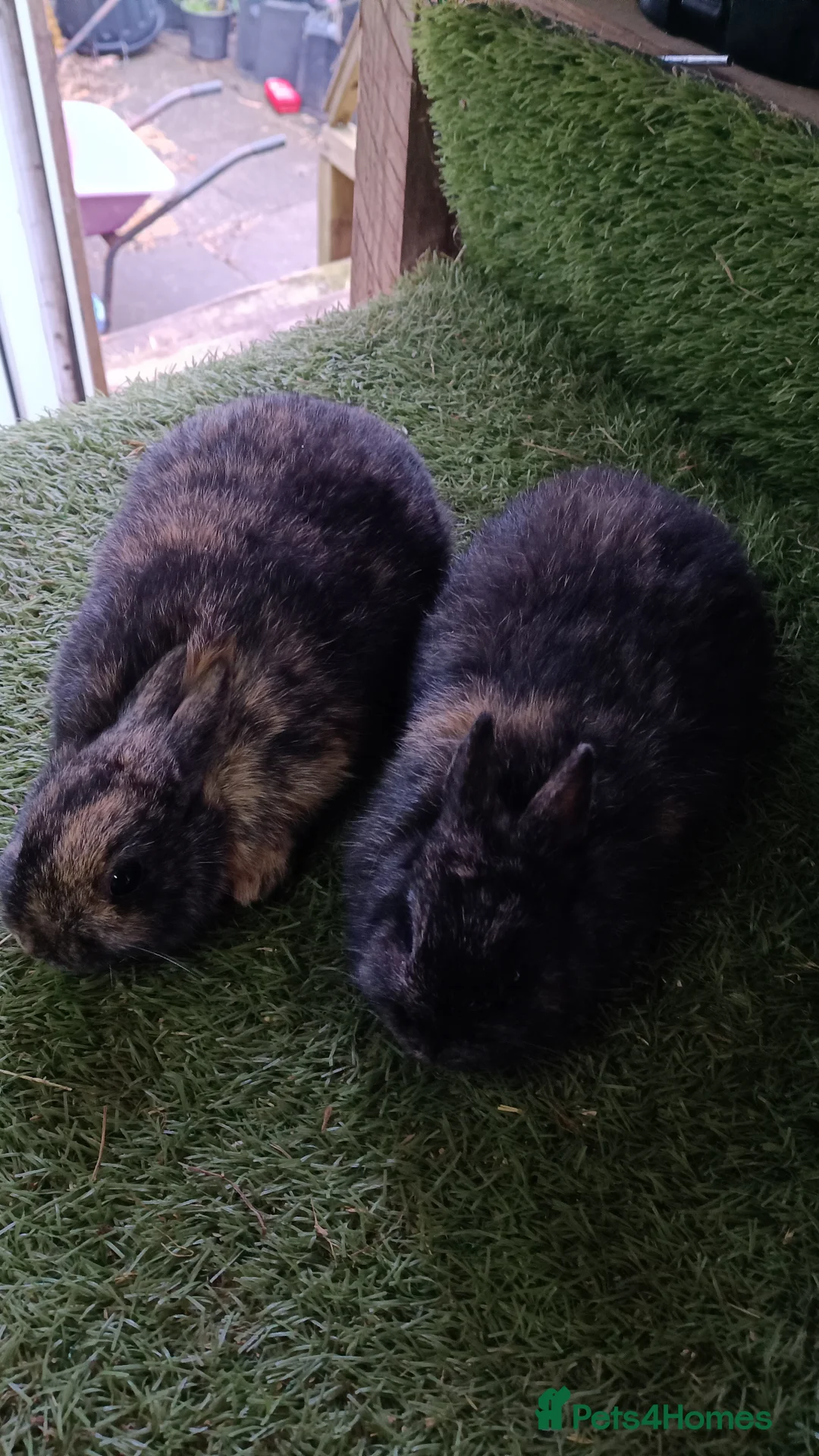Mini Lop rabbits for sale: Pure mini lops and dwarf Papillon  - Advert 4