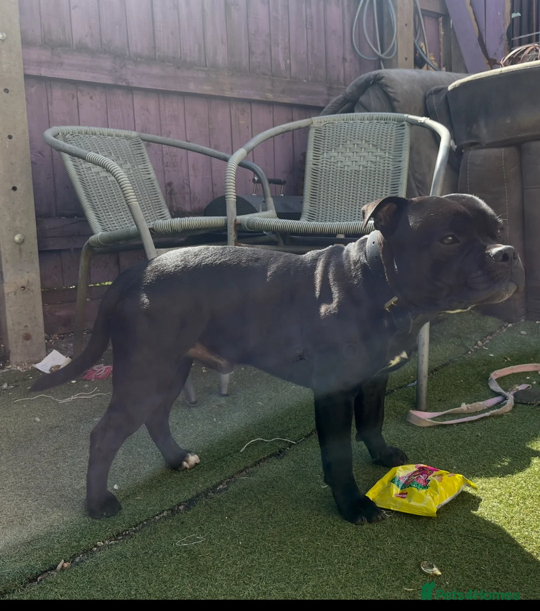Staffordshire Bull Terrier dogs for stud:  stud carrying blue pedigree full of champions  - Advert 7