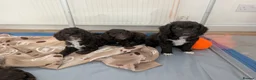 Cockapoo dogs for sale: 2 curly chocolate brown boys F1b cockapoos - Advert 13