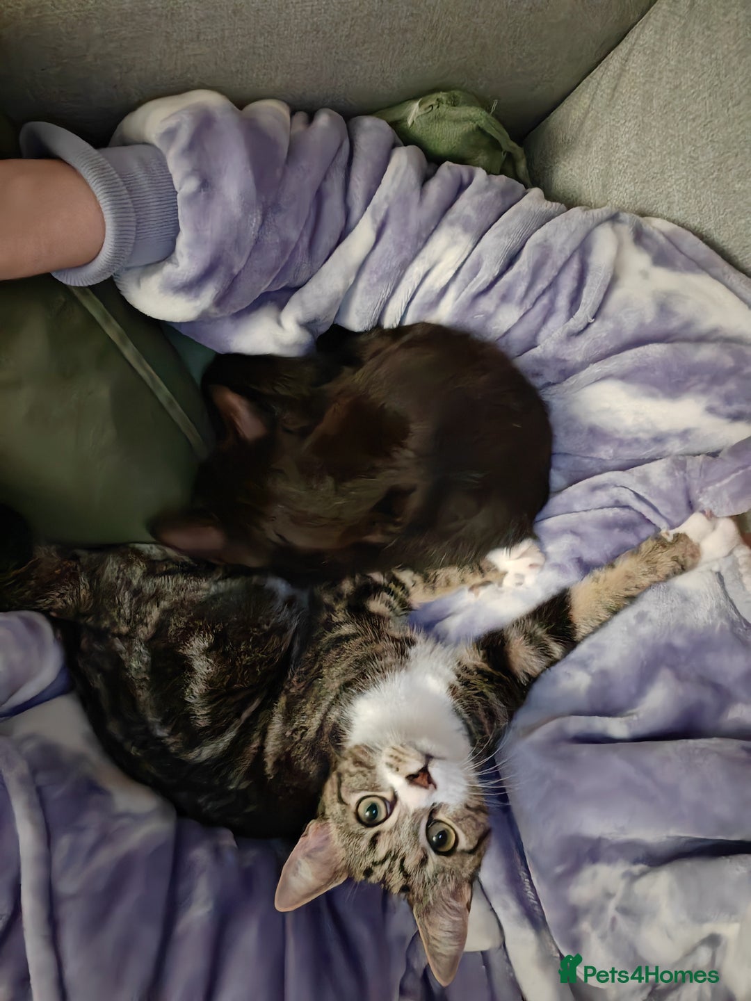 Mixed Breed cats for sale: Bonded pair of 1 year old kittens - Advert 10