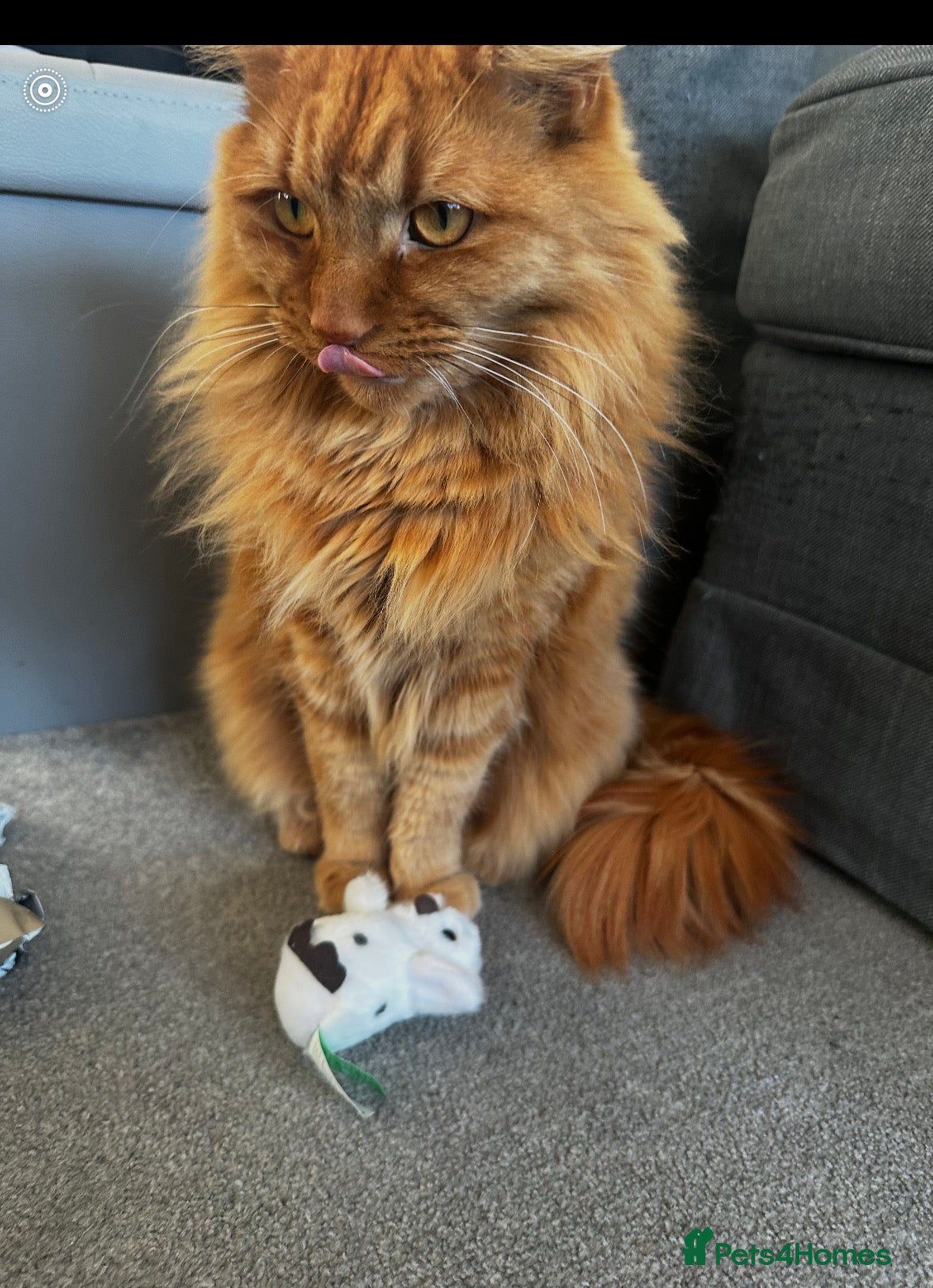 Mixed Breed cats for sale: Beautiful boy for rehoming - Advert 4