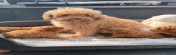Cavapoochon dogs for sale: Toy cavapoochon puppies for sale  - Advert 16