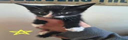Mixed Breed cats for sale: Black and white house kittens M/F avaliable  - Advert 5
