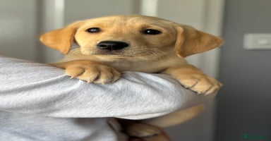 Labrador Retriever dogs - Advert 7