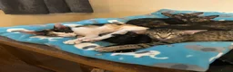 Oriental cats for sale: Pedigree Oriental male kittens  - Advert 1