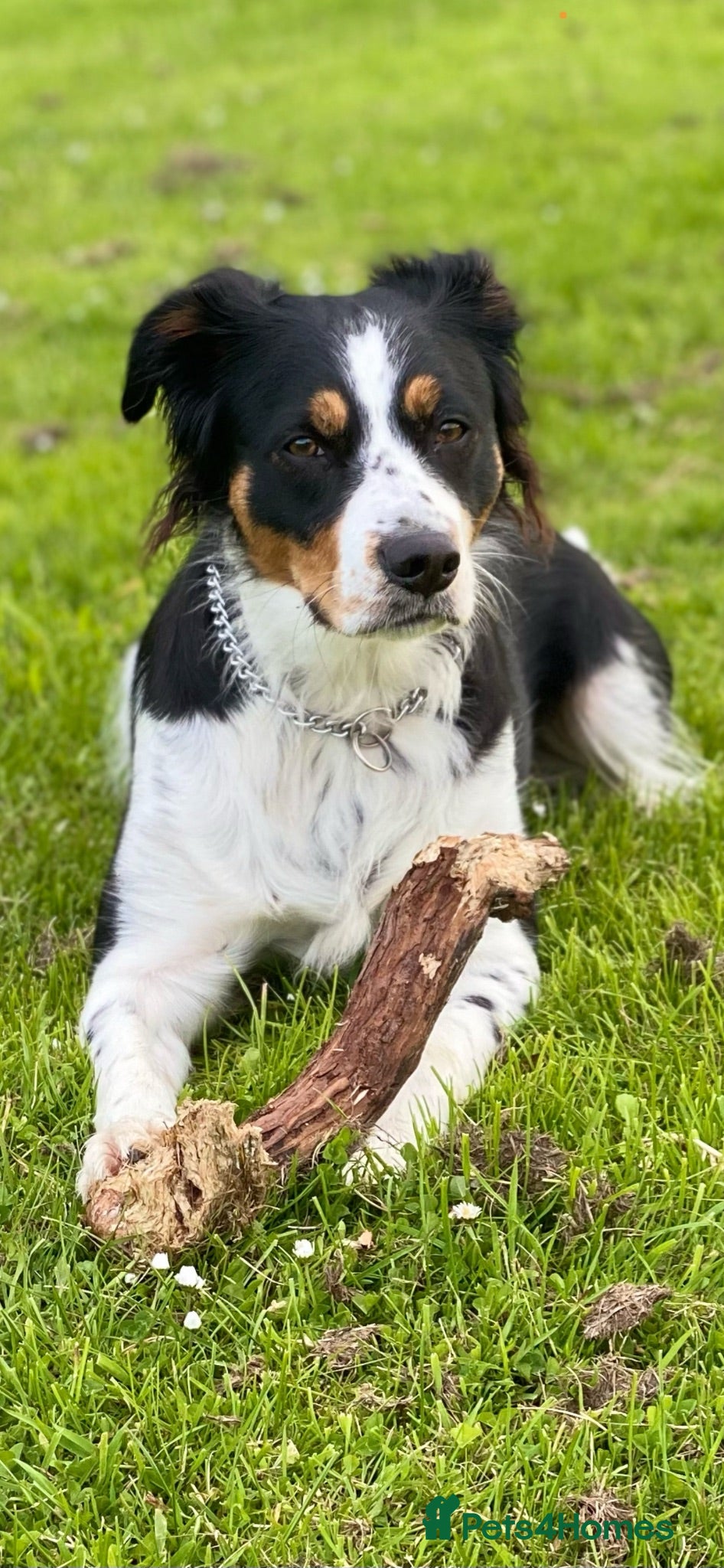 Mixed Breed dogs The cutest things looking for loving homes - Advert 1