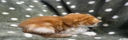 Persian cats for sale: Perfect Persian X Kittens - Advert 18