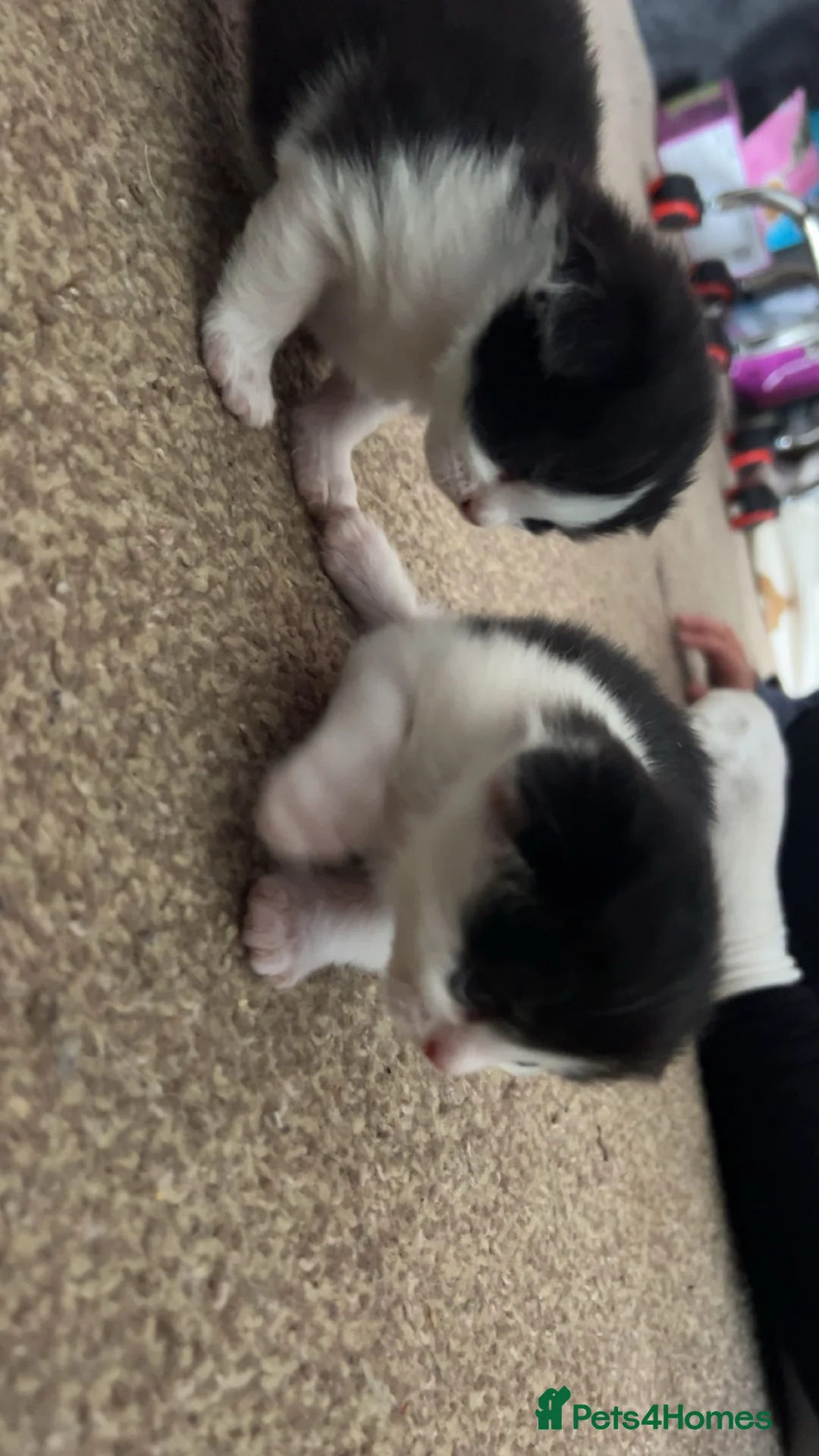 Mixed Breed cats for sale: 2 kittens  in Honiton - Advert 6