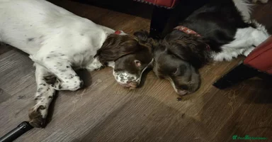 English Springer Spaniel dogs - Advert 3
