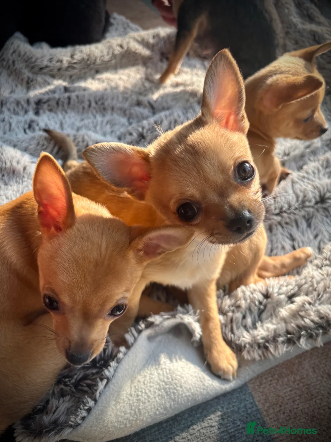 Chihuahua dogs for sale: 3 Chihuahua Boys Ready for Loving Homes - Advert 1