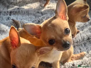 Chihuahua dogs 3 Chihuahua Boys Ready for Loving Homes - Advert 15