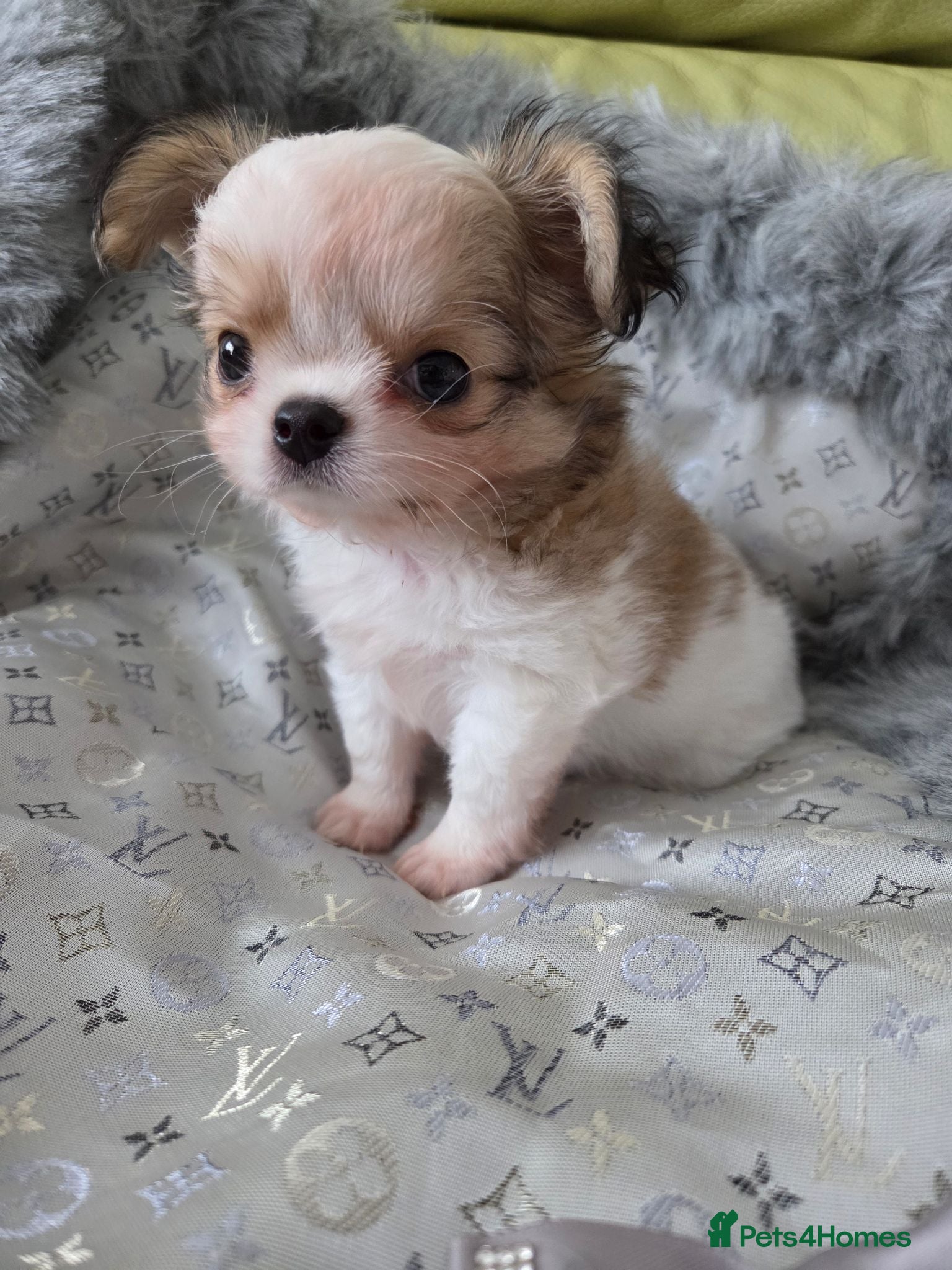 Chihuahua dogs Kcreg long coat boy - Advert 2