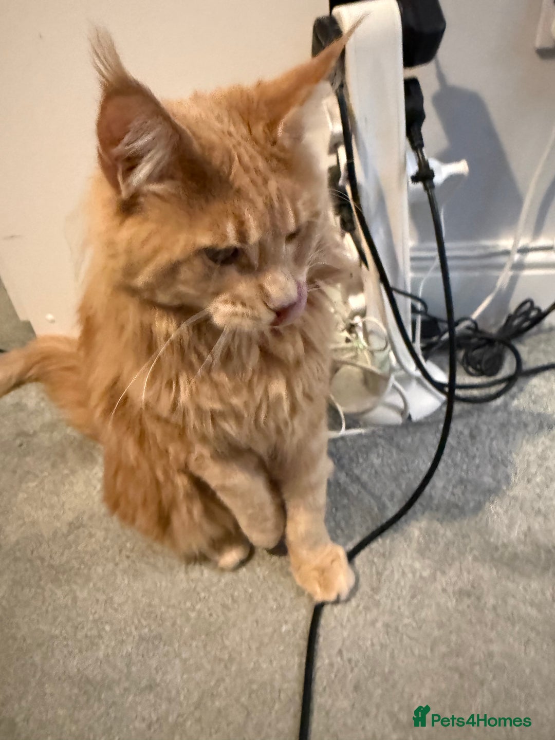 Maine Coon cats for sale: Loving home - Advert 6