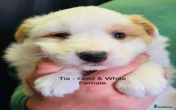 Border Collie dogs for sale: Pure Bred Border Collie Puppies For Sale - Image 2