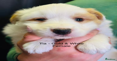 Border Collie dogs - Advert 13