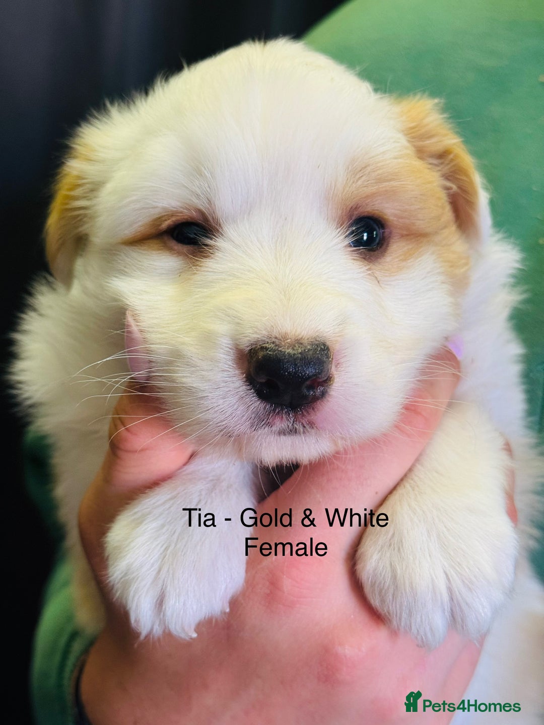 Border Collie dogs for sale: Pure Bred Border Collie Puppies For Sale - Image 2