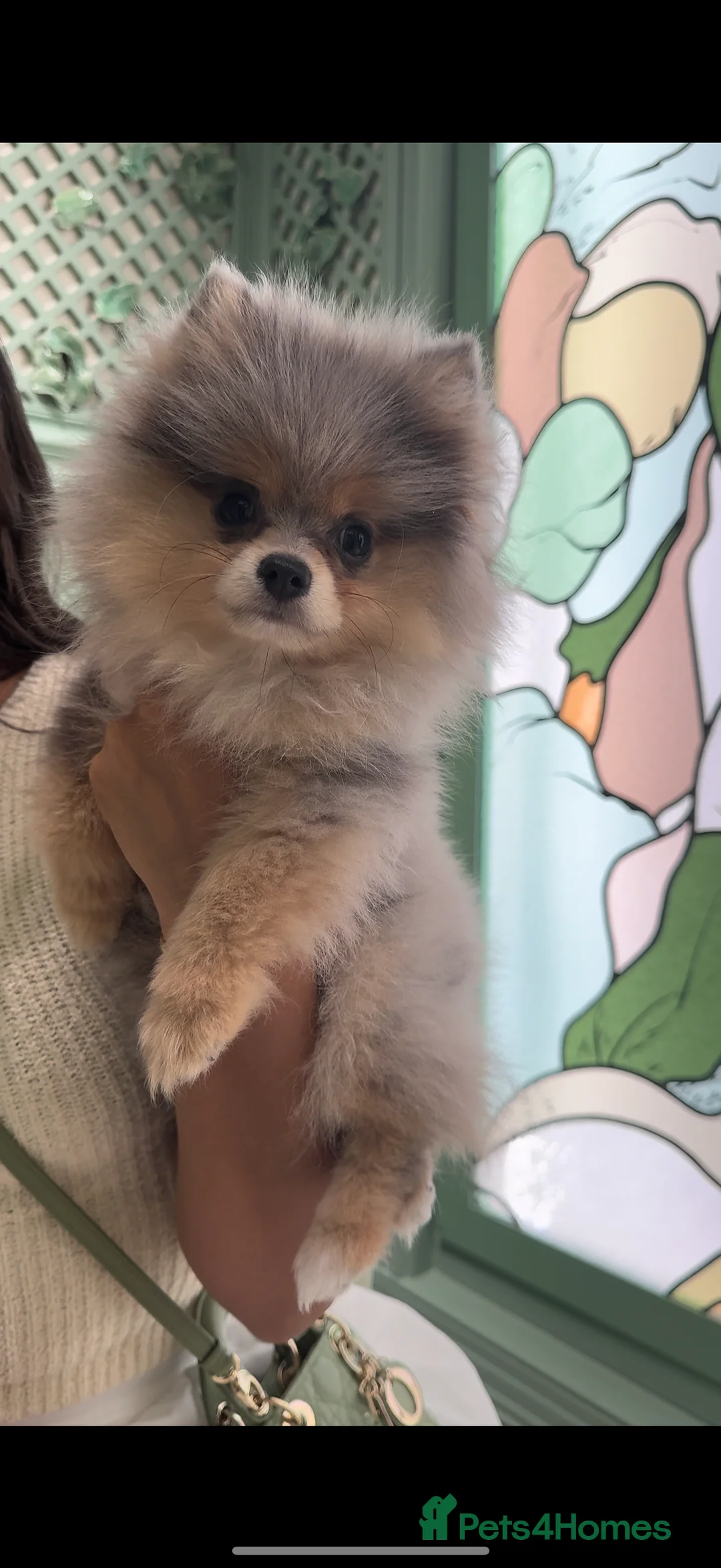 Pomeranian dogs for stud: Rare Blue & Tan Merle Pomeranian Stud – London  - Advert 9