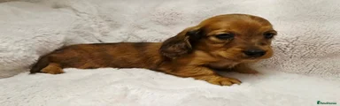 Miniature Dachshund 4