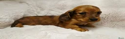 Miniature Dachshund dogs for sale: Longhair miniature dachshund puppys 🐶  - Advert 12