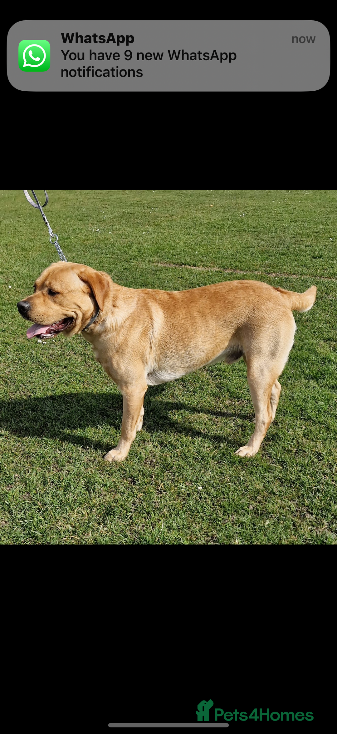Labrador Retriever dogs for sale: Harvey KC registered  - Advert 2