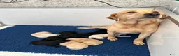 Labrador Retriever dogs for sale: KC registered Labrador pups - Advert 3