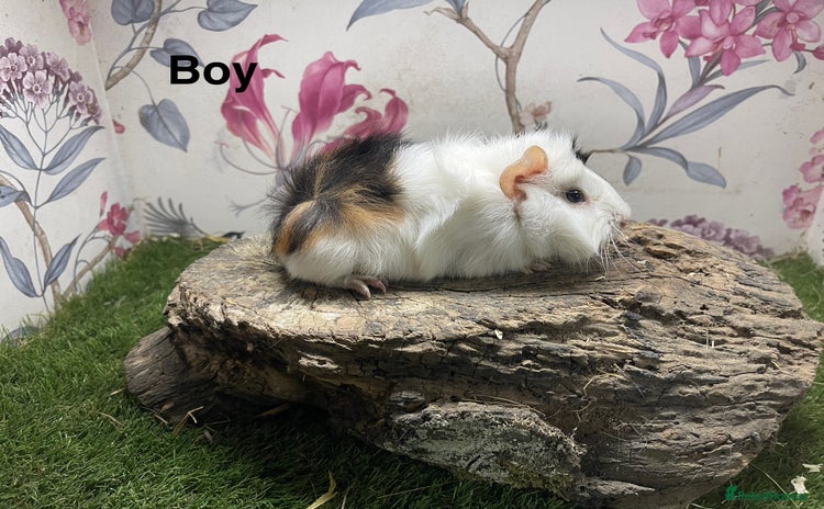 Guinea Pig rodents - Advert 4