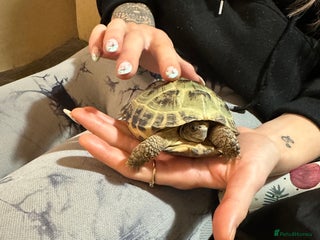 Hermann Tortoise reptiles for sale - Advert 1