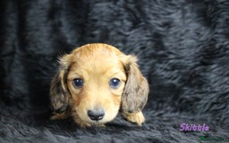 Miniature Dachshund dogs for sale: KC PRA Clear Mini Longhair Daxies – Dapple - Advert 11