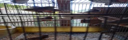 Finches birds for sale: Zebra finches for sale  in Uckfield - Advert 3